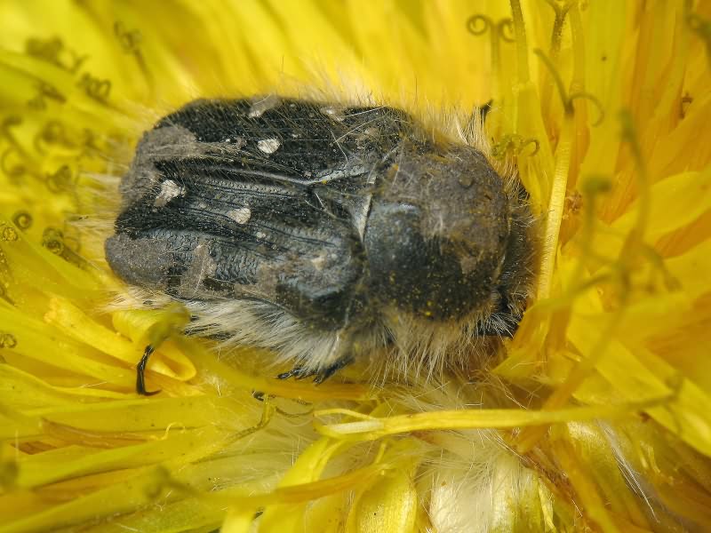 Tropinota hirta (Poda, 1761)